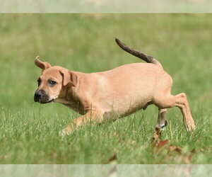 Linus - Male Australian Shepherd-Beagle Mix Dog for Adoption - Photo #4