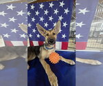 Small German Shepherd Dog Mix
