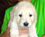 Small Photo #2 Goldendoodle Puppy For Sale in BROOMFIELD, CO, USA