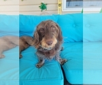Small Photo #1 Dachshund-Dachshund Mix Puppy For Sale in MYRTLE BEACH, SC, USA