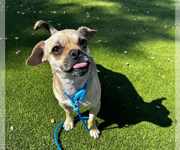 Medium Photo #2 Chihuahua Puppy For Sale in Salinas, CA, USA