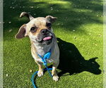 Small #1 Chihuahua