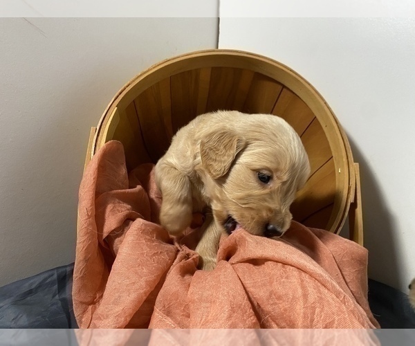 Medium Photo #1 Golden Retriever Puppy For Sale in LITHIA, FL, USA