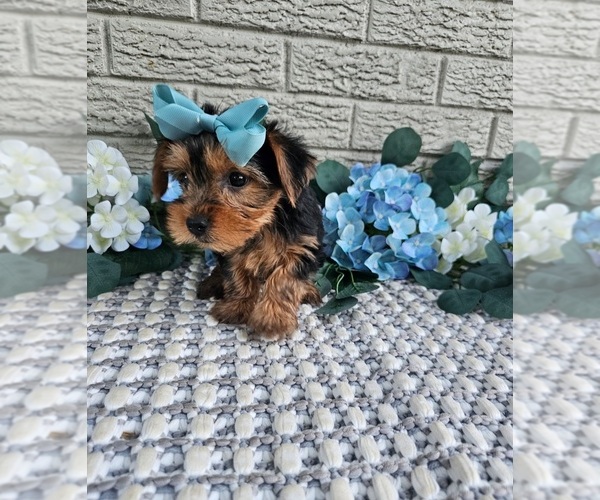 Medium Photo #4 Yorkshire Terrier Puppy For Sale in INDIANAPOLIS, IN, USA