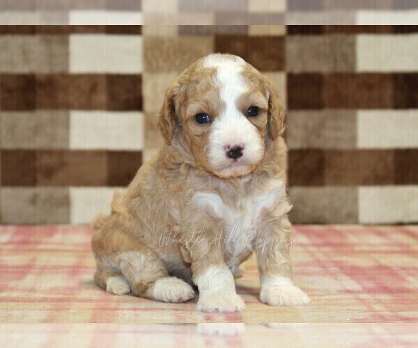 Medium Photo #8 Bernedoodle (Miniature)-Cavapoo (Miniature) Mix Puppy For Sale in DENVER, PA, USA
