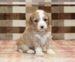 Small #7 Bernedoodle (Miniature)-Cavapoo (Miniature) Mix