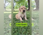 Small Photo #27 Golden Retriever Puppy For Sale in FAYETTEVILLE, TN, USA