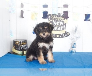 Bernedoodle Puppy for sale in MOUNT VERNON, OH, USA
