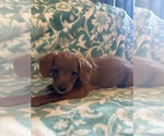Puppy Boy Boy Rattle