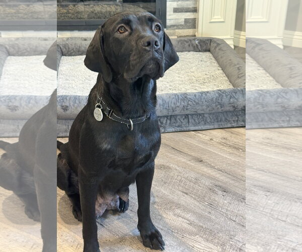Medium Photo #2 Labrador Retriever-Unknown Mix Puppy For Sale in San Diego, CA, USA