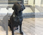 Small Photo #2 Labrador Retriever-Unknown Mix Puppy For Sale in San Diego, CA, USA