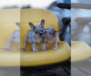 French Bulldog Puppy for sale in FOUNTAIN INN, SC, USA