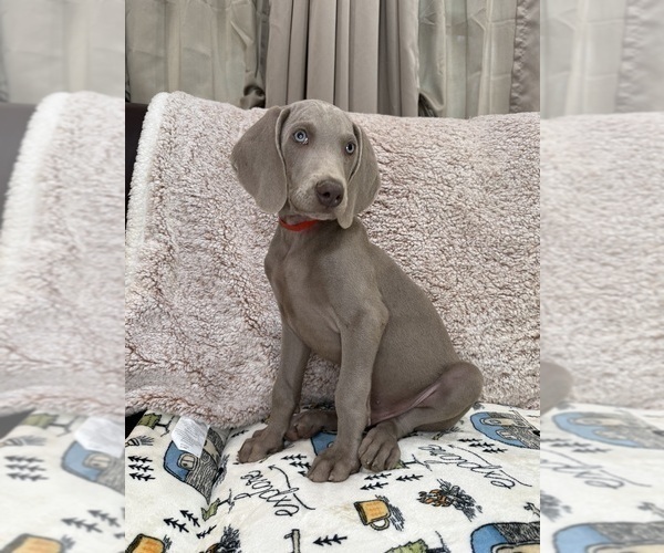 Medium Photo #4 Weimaraner Puppy For Sale in ELKTON, KY, USA