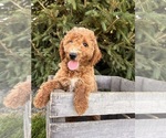 Small #1 Goldendoodle (Miniature)