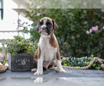 Small #1 Boxer