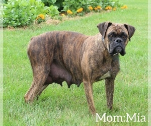 Mother of the Boxer puppies born on 12/30/2023