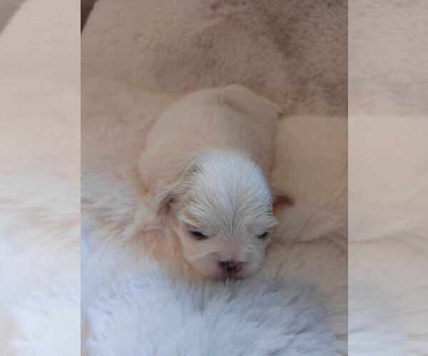 Medium Photo #3 Shih Tzu Puppy For Sale in CANBY, OR, USA