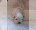 Small Photo #3 Shih Tzu Puppy For Sale in CANBY, OR, USA