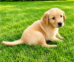 Small #2 Golden Retriever