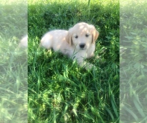 Golden Retriever Puppy for Sale in OLYMPIA, Washington USA