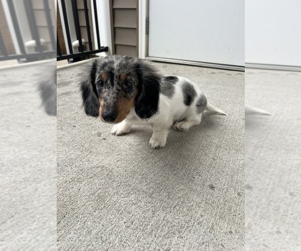 Medium Photo #4 Dachshund Puppy For Sale in STAFFORD, VA, USA