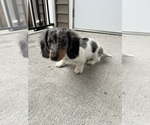 Small #3 Dachshund
