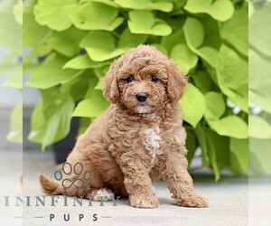 Poodle (Miniature) Puppy for sale in HONEY BROOK, PA, USA