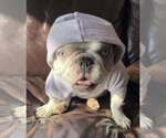 Small #4 French Bulldog