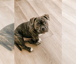 Small #10 American Bully