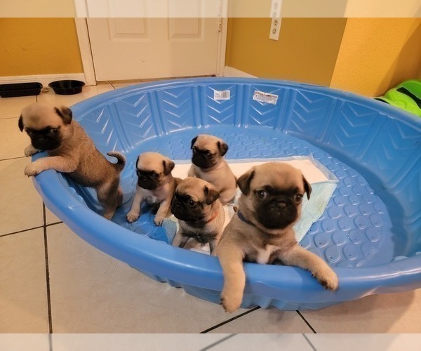 View Ad Pug Puppy for Sale near Texas, HOUSTON, USA. ADN479715
