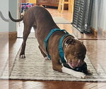 Small Photo #4 Staffordshire Bull Terrier-Unknown Mix Puppy For Sale in Princeton, MN, USA