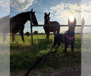 Doberman Pinscher Dogs for adoption in Buffalo, MN, USA