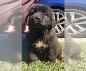 Caucasian Shepherd Dog Puppy for sale in SALISBURY, NC, USA