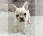 Small Photo #3 French Bulldog Puppy For Sale in CALDWELL, NJ, USA