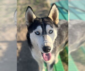 Siberian Husky Dogs for adoption in Lancaster, CA, USA