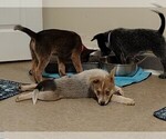 Small #6 Australian Cattle Dog
