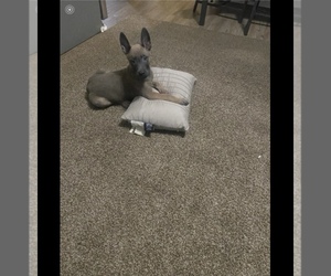 Belgian Malinois Puppy for sale in WESTPORT, MA, USA