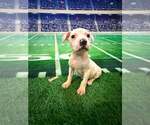 Small #1 Mutt