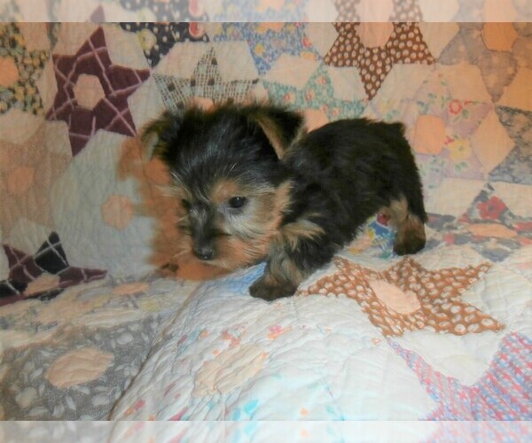 Medium Photo #2 Yorkshire Terrier Puppy For Sale in STANTON, MO, USA