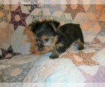 Small Photo #2 Yorkshire Terrier Puppy For Sale in STANTON, MO, USA