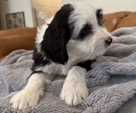 Small Photo #10 Bernedoodle-French Bulldog Mix Puppy For Sale in EL DORADO HILLS, CA, USA