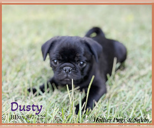 Pug Puppy for Sale in MOSELLE, Mississippi USA