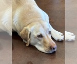 Small #2 Labrador Retriever