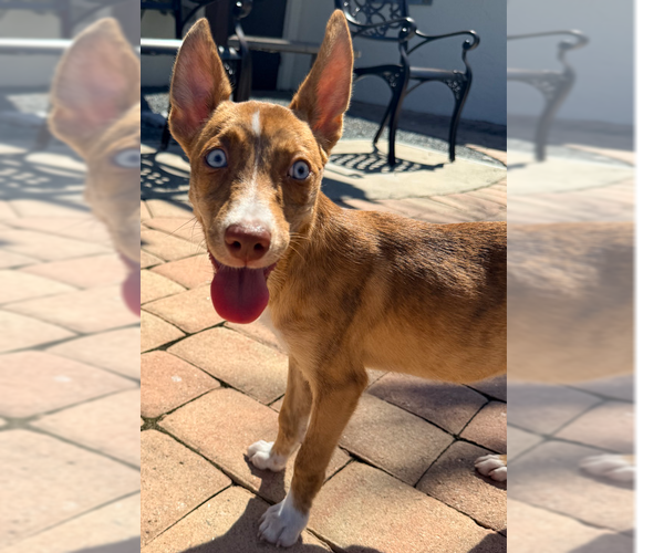 Medium Photo #8 Mutt Puppy For Sale in St. Augustine, FL, USA