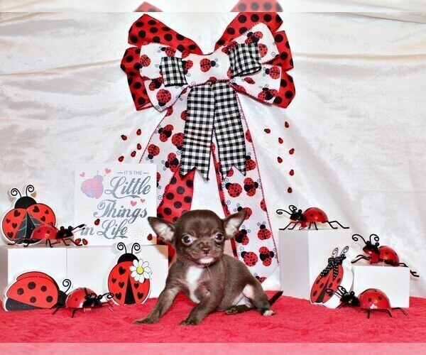 Medium Photo #103 Chihuahua Puppy For Sale in CHARLESTON, AR, USA