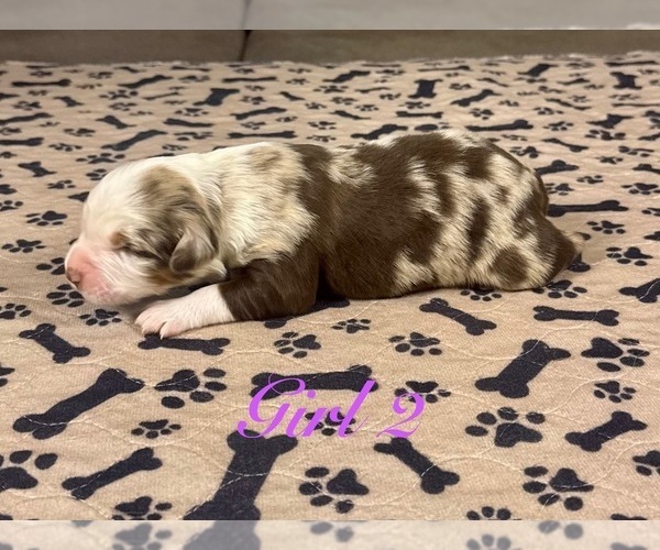 Medium Photo #2 Australian Shepherd Puppy For Sale in SALISBURY, NC, USA