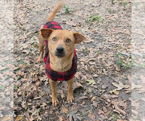 Medium Photo #1 Mutt Puppy For Sale in The Woodlands, TX, USA