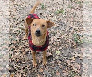 Mutt Dogs for adoption in The Woodlands, TX, USA