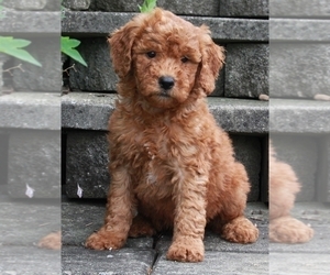 Goldendoodle (Miniature) Puppy for sale in FREDERICKSBURG, OH, USA