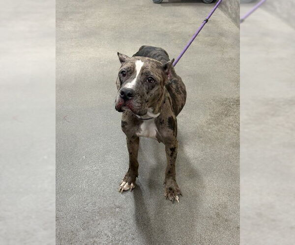 Medium Photo #1 Mutt Puppy For Sale in Forestville, MD, USA